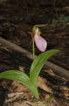 Pink lady's slipper <BR>Moccasin flower